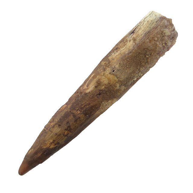 Echter Dinosaurierzahn des Spinosaurus 7,5 CM