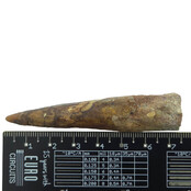Echter Dinosaurierzahn des Spinosaurus 7,5 CM