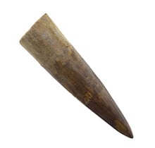 Echter Dinosaurierzahn des Spinosaurus 7 CM