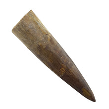 Spinosaurus tooth 7 cm