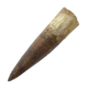 Echte dinosaurus tand van de spinosaurus 7 cm