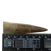 Echte dinosaurus tand van de spinosaurus 7 cm