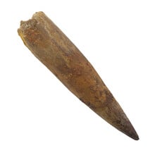 Real dinosaur tooth of the Spinosaurus 8,5 cm