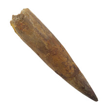 Spinosaurus tooth 8,5 cm