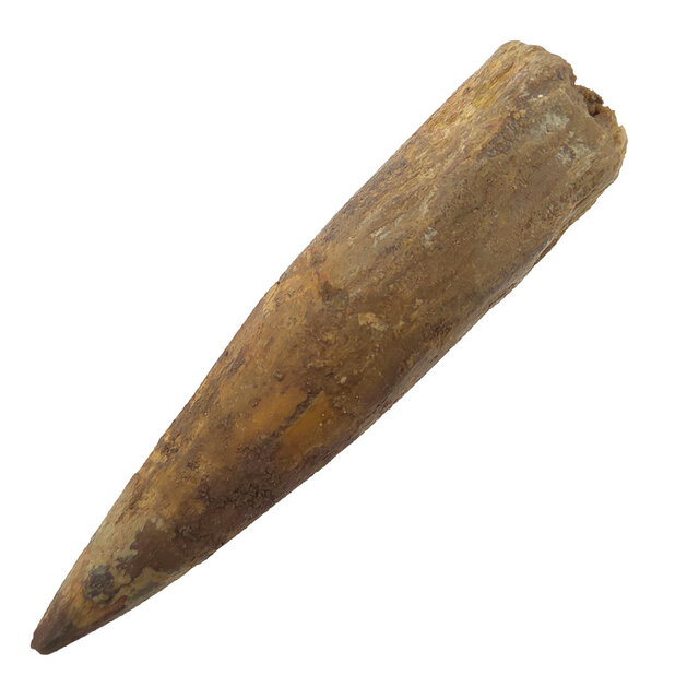 Echte dinosaurus tand van de spinosaurus 8,5 cm