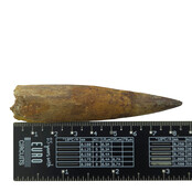 Real dinosaur tooth of the Spinosaurus 8,5 cm