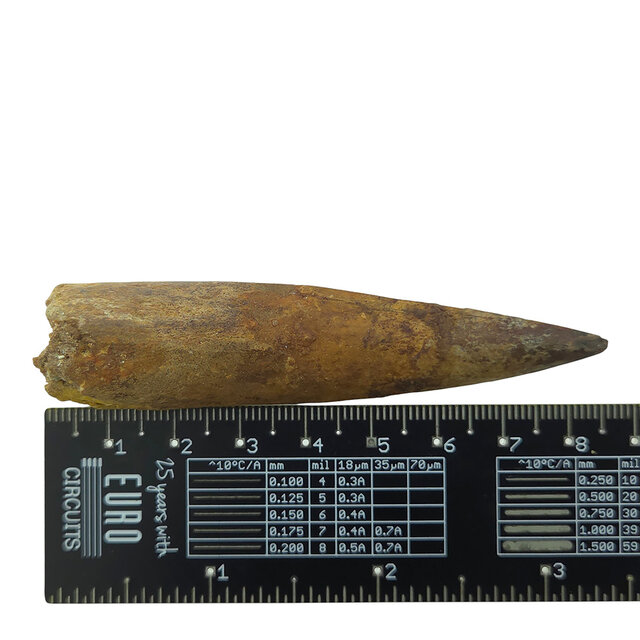 Echter Dinosaurierzahn des Spinosaurus 8,5 CM
