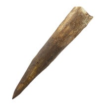 Echter Dinosaurierzahn des Spinosaurus 10 CM