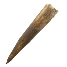 Spinosaurus tooth 10 cm