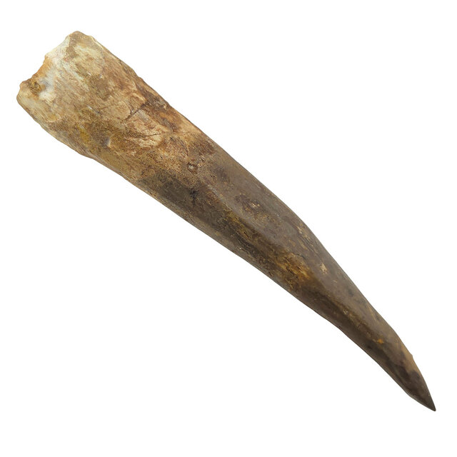 Echte dinosaurus tand van de spinosaurus 10 cm