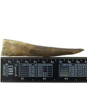 Echter Dinosaurierzahn des Spinosaurus 10 CM