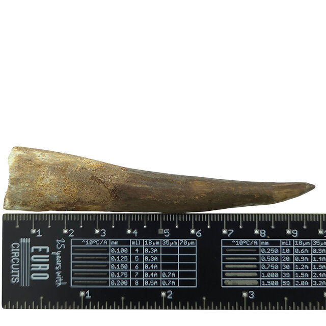 Real dinosaur tooth of the Spinosaurus 10 cm