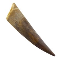 Echter Dinosaurierzahn des Spinosaurus 8 CM