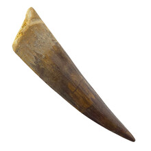Spinosaurus tooth 8 cm