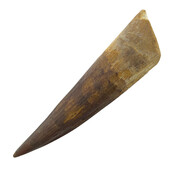 Echter Dinosaurierzahn des Spinosaurus 8 CM