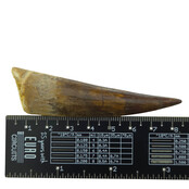 Echte dinosaurus tand van de spinosaurus 8 cm