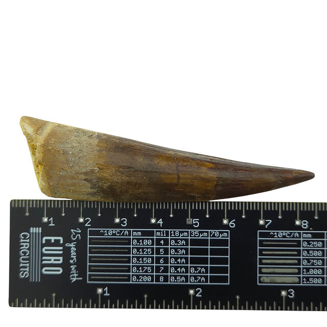 Echter Dinosaurierzahn des Spinosaurus 8 CM