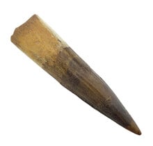 Real dinosaur tooth of the Spinosaurus 8 cm