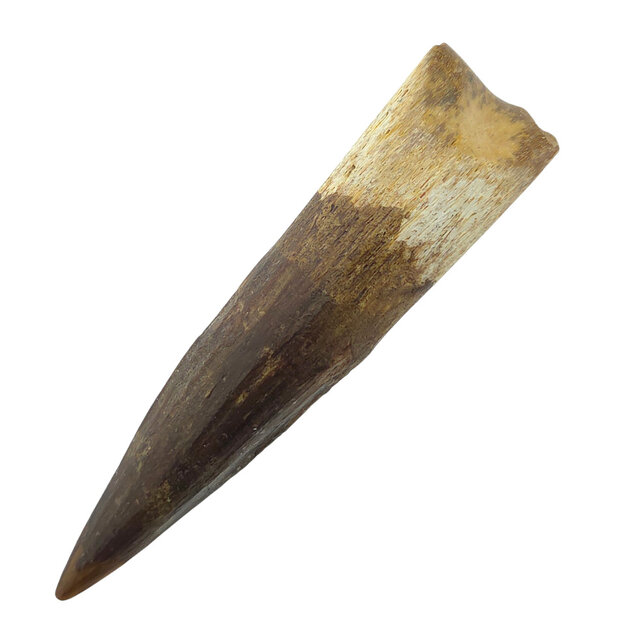 Echte dinosaurus tand van de spinosaurus 8 cm