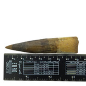 Echte dinosaurus tand van de spinosaurus 8 cm