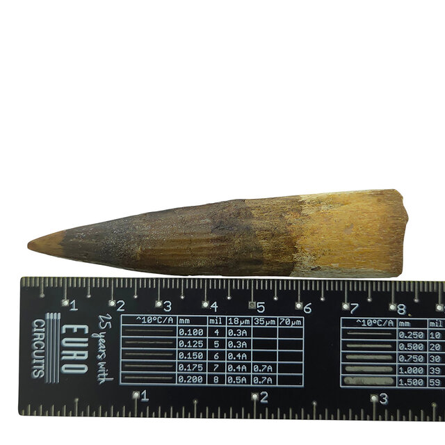 Echter Dinosaurierzahn des Spinosaurus 8 CM