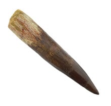 Echte dinosaurus tand van de spinosaurus 8 cm