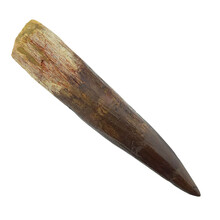 Spinosaurus tooth 8 cm