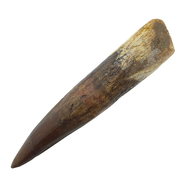Echte dinosaurus tand van de spinosaurus 8 cm