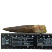 Echte dinosaurus tand van de spinosaurus 8 cm