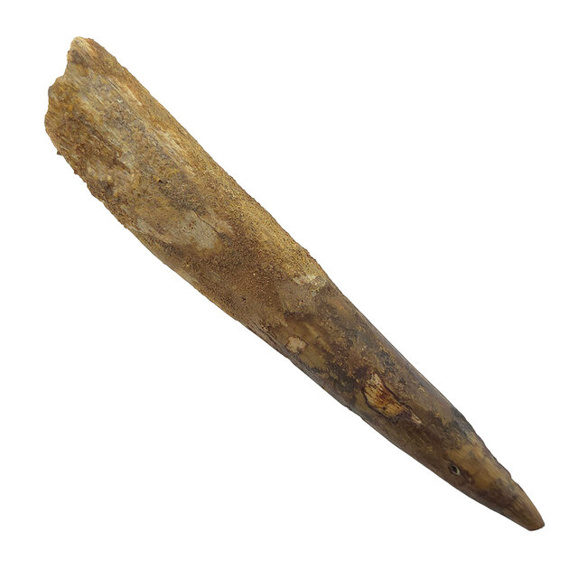Echte dinosaurus tand van de spinosaurus 9,5 cm