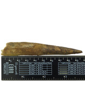 Echte dinosaurus tand van de spinosaurus 9,5 cm