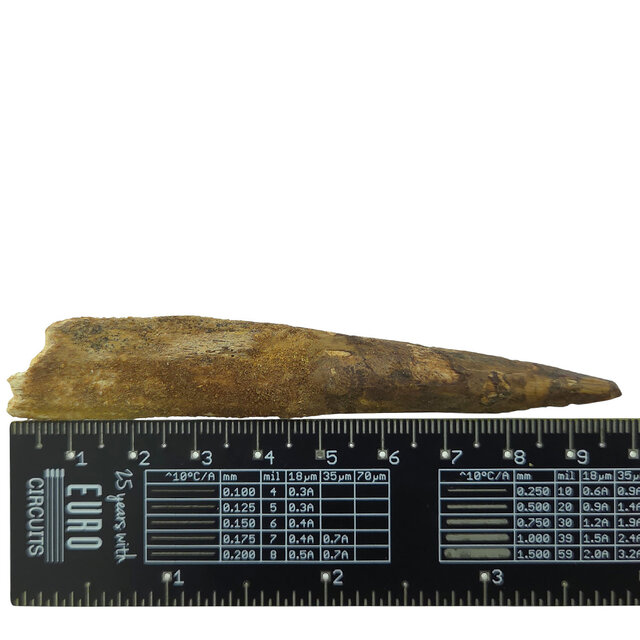 Real dinosaur tooth of the Spinosaurus 9,5 cm