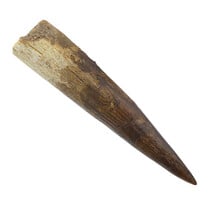 Real dinosaur tooth of the Spinosaurus 7 cm