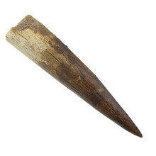 Spinosaurus tooth 7 cm