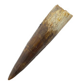 Real dinosaur tooth of the Spinosaurus 7 cm