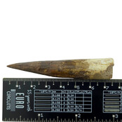 Real dinosaur tooth of the Spinosaurus 7 cm
