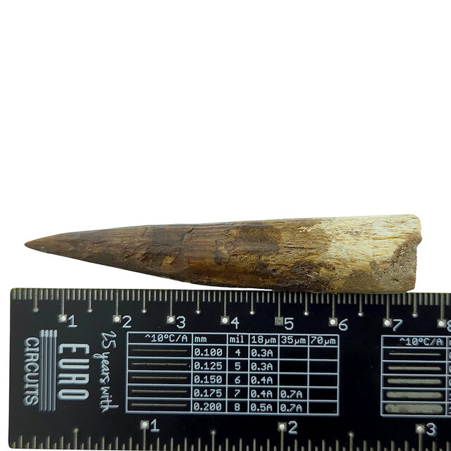 Echte dinosaurus tand van de spinosaurus 7 cm