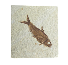Knightia eocaena, ein fossiler Fisch aus der Green-River-Formation nahe Kemmerer, Wyoming
