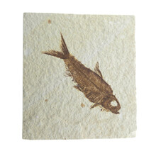 Fossil fish, Green River Wyoming