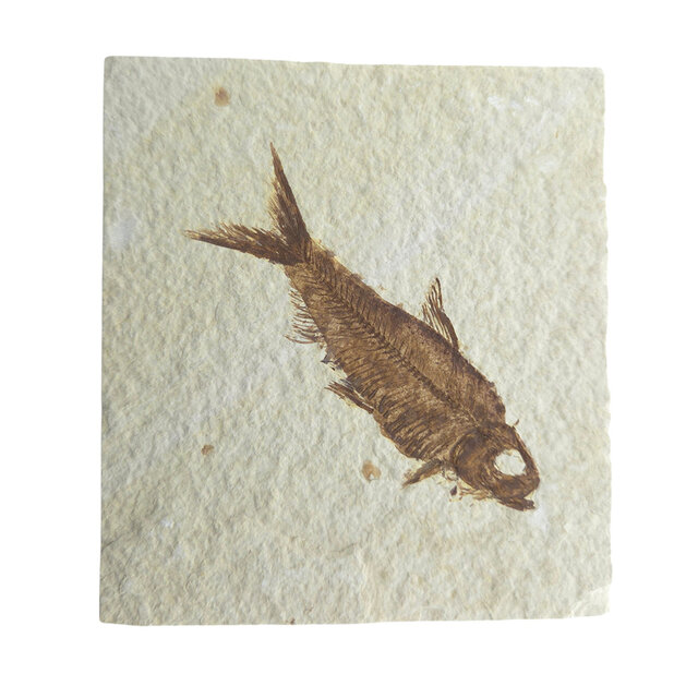 Knightia eocaena, fossiele vis uit de Green River Formation bij Kemmerer, Wyoming