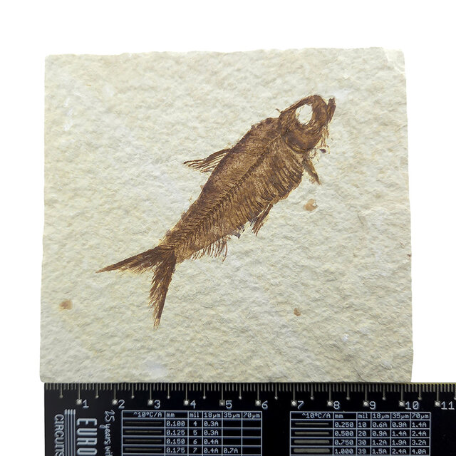Knightia eocaena, fossil fish from the Green River Formation near Kemmerer, Wyoming