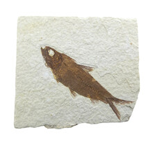 Knightia eocaena, ein fossiler Fisch aus der Green-River-Formation nahe Kemmerer, Wyoming