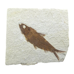 Fossil fish, Green River Wyoming