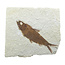Knightia eocaena, ein fossiler Fisch aus der Green-River-Formation nahe Kemmerer, Wyoming