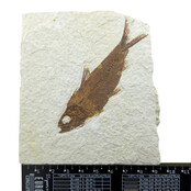 Knightia eocaena, fossil fish from the Green River Formation near Kemmerer, Wyoming