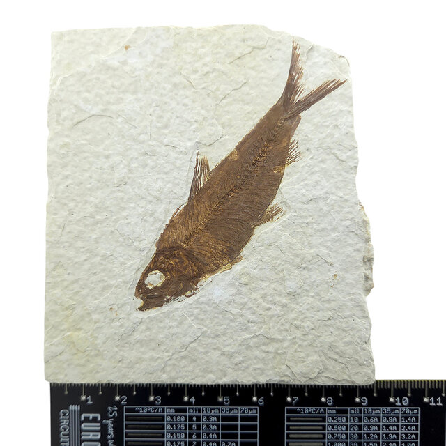 Knightia eocaena, fossil fish from the Green River Formation near Kemmerer, Wyoming