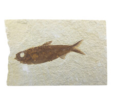 Knightia eocaena, ein fossiler Fisch aus der Green-River-Formation nahe Kemmerer, Wyoming                                - Copy