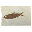 Knightia eocaena, fossil fish from the Green River Formation near Kemmerer, Wyoming
