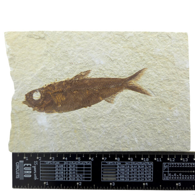 Knightia eocaena, fossil fish from the Green River Formation near Kemmerer, Wyoming