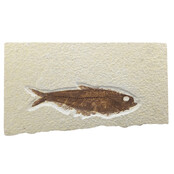 Knightia eocaena, ein fossiler Fisch aus der Green-River-Formation nahe Kemmerer, Wyoming                                - Copy - Copy